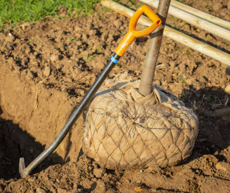 Rostliny v zemních balech